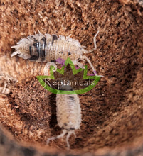 Load image into Gallery viewer, Reptanicals dalmation Isopods for sale
