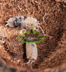 Reptanicals dalmation Isopods for sale