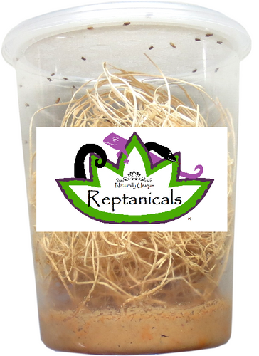 Reptanicals Hydei Flightless Fruit Fly culture for reptiles fruit flies for sale