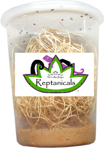 Reptanicals Hydei Flightless Fruit Fly culture for reptiles fruit flies for sale