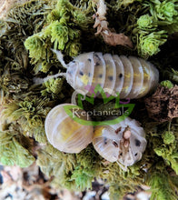 Load image into Gallery viewer, Reptanicals Magic Potion Isopods
