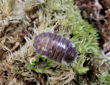 Load image into Gallery viewer, Reptanicals Milkback Isopod for Sale
