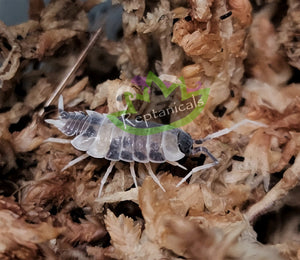 Reptanicals Oreo Crumble Isopod for sale
