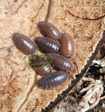 Load image into Gallery viewer, Reptanicals Porcellio Laevis Isopods for sale
