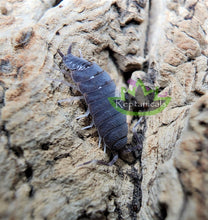 Load image into Gallery viewer, Reptanicals Powder Blue Isopod
