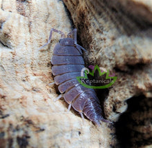 Load image into Gallery viewer, Reptanicals Powder Blue Isopod for sale
