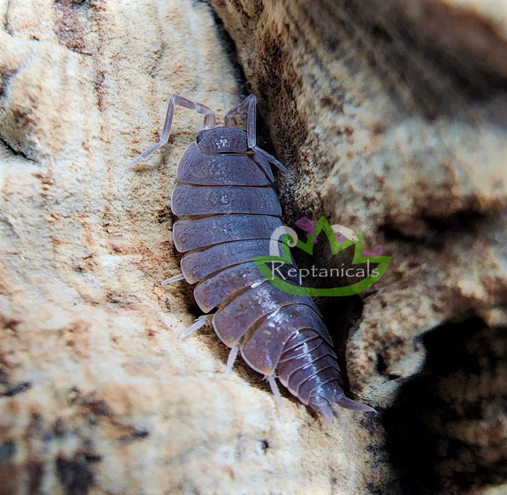 Reptanicals Powder Blue Isopod for sale