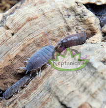 Load image into Gallery viewer, Reptanicals Powder Blue Isopods
