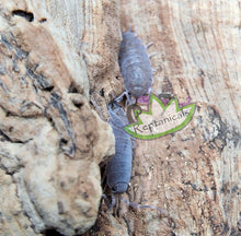 Load image into Gallery viewer, Reptanicals Powder Blue Isopods chillin
