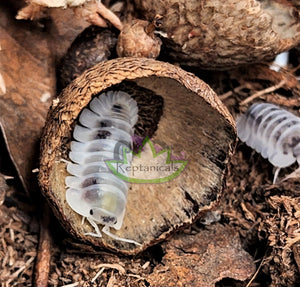 Reptanicals Shiro Isopods for Sale
