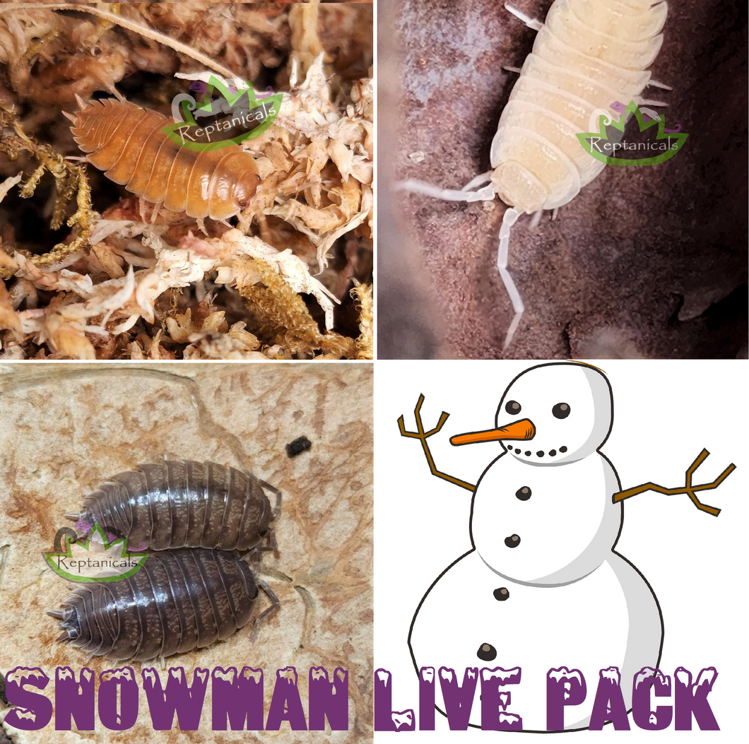 Reptanicals Snowman Live Pack