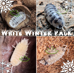 Reptanicals White Winter Isopod Pack