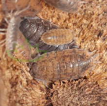 Load image into Gallery viewer, Sex Linked Color morph isopods Calico Scaber Reptanicals
