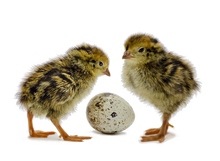 Load image into Gallery viewer, Coturnix Quail chicks next to an egg
