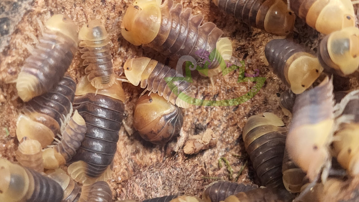 Cubaris sp. Rubber Ducky Isopods Reptanicals