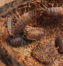 Load image into Gallery viewer, Porcellio scaber calico isopod colony in nut shell
