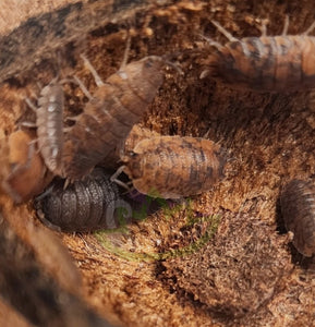 Porcellio scaber calico isopod colony in nut shell