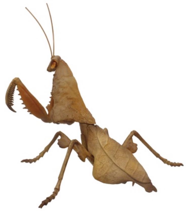 Southeast Asian Deal Leaf Mantis educational figure for sale Reptanicals