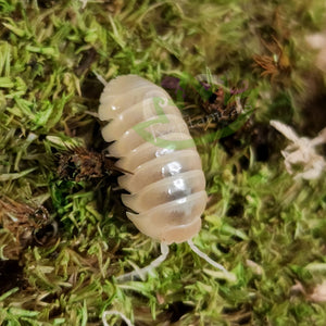 T negative albino vulgare Isopods for sale  Reptanicalshop.com