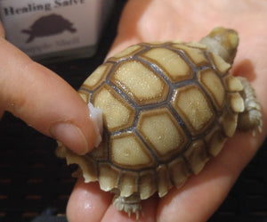 Sulcata tortoise Shell treatment