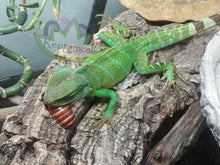 Load image into Gallery viewer, water dragon eating reptanicals madagascar hissing cockroach
