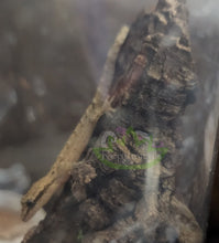Load image into Gallery viewer, Yellow Bellied Mourning gecko on cork bark
