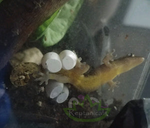 Philippine yellow bellied mourning gecko with her eggs Reptanicals