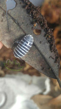 Load image into Gallery viewer, Zebra isopod with baby on oak leaf
