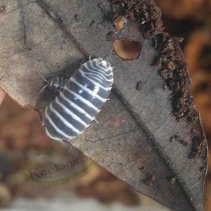 Zebra Isopods for Sale Reptanicals.com