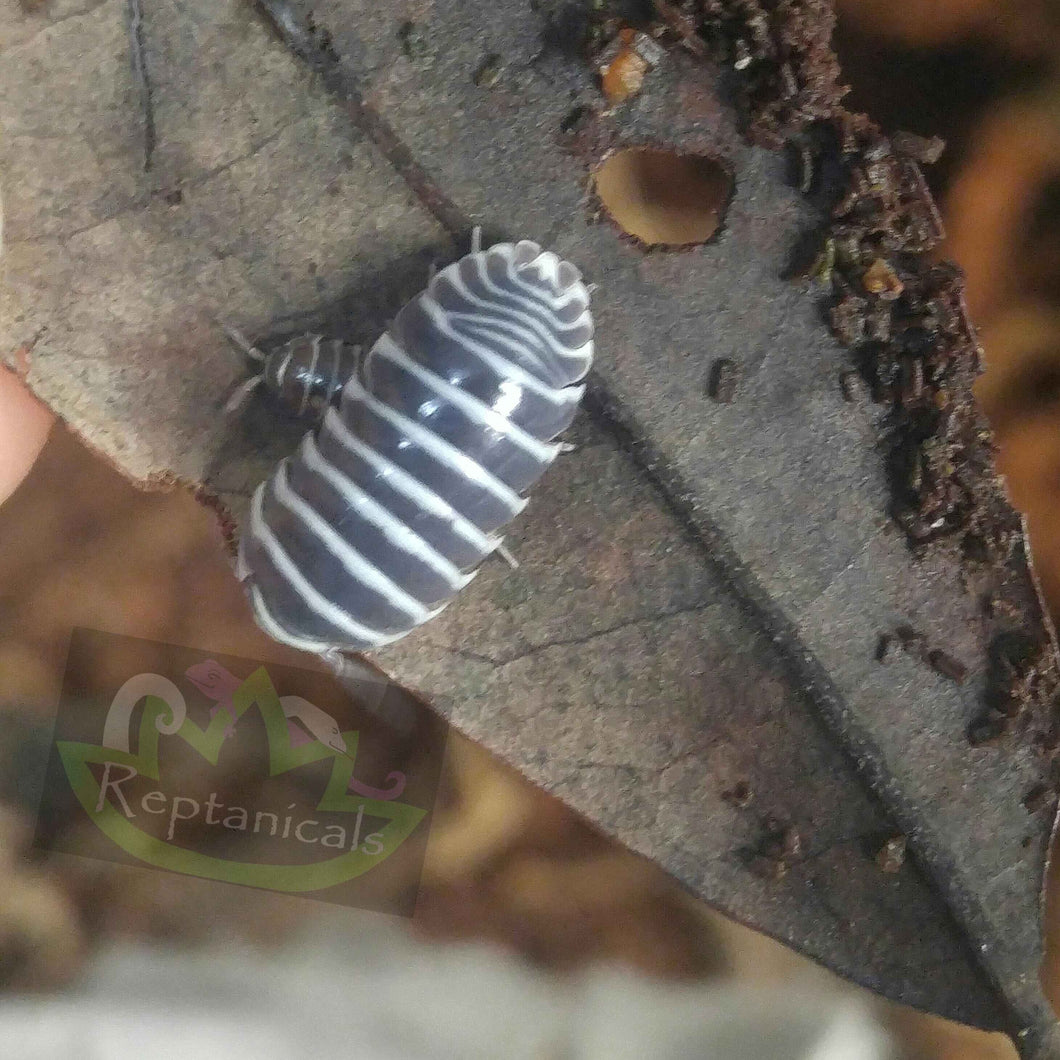 Zebra Isopods (Armadillidium maculatum) : U-Pick Bundle