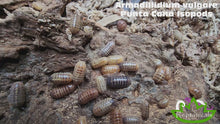 Load and play video in Gallery viewer, A. vulgare Punta Cana Isopod Reptanicals
