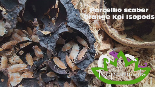 Porcellio scaber Orange Koi Isopods Reptanicals