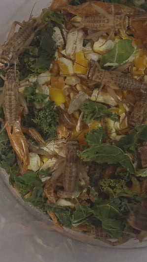 crickets eating reptanicals cricket feast video