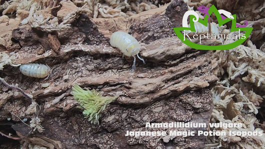 Armadillidium vulgare Japanese Magic Potion Reptanicals