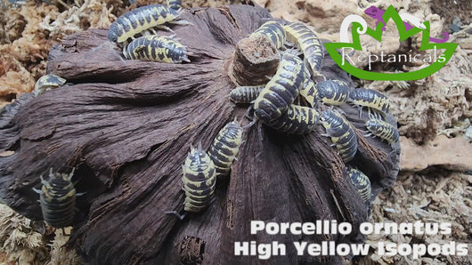 Porcellio ornatus High Yellow Isopods Reptancals