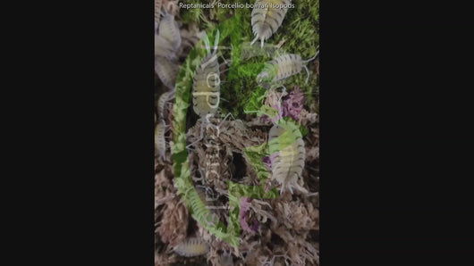 Reptanicals Porcellio bolivari Isopod Video