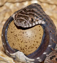 Load image into Gallery viewer, African Egg eating Snake eating Button Quail egg Quail eggs for sale reptanicals.com photo credit- nature_photography_symbiosis
