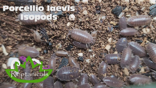 Percellio laevis Isopods Reptanicals