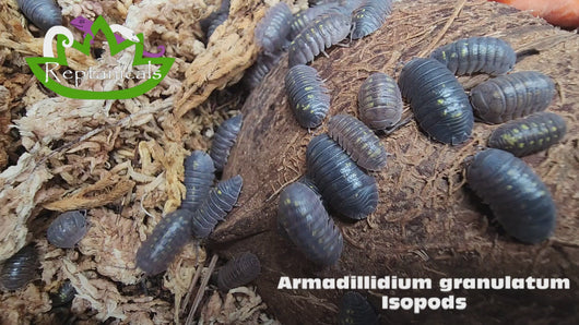 Amadillidium granulatum Isopod Reptanicals