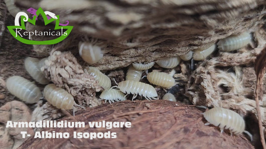A. vulgare T- Albino Isopods Reptanicals