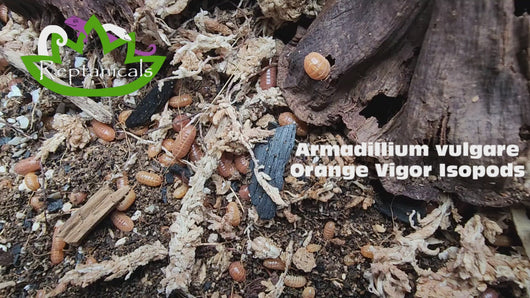 Armadillidium vulgare Orange Vigor Isopods Reptanicals