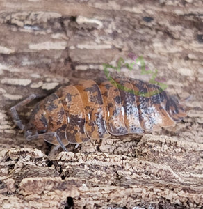 Female calico scaber orange spotted isopod on cork bark
