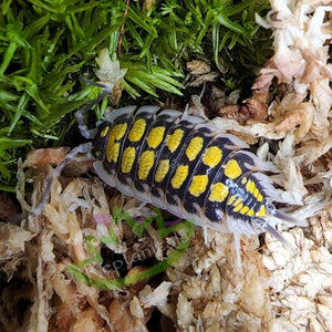 Porcellio haasi isopods for sale on Reptanicals