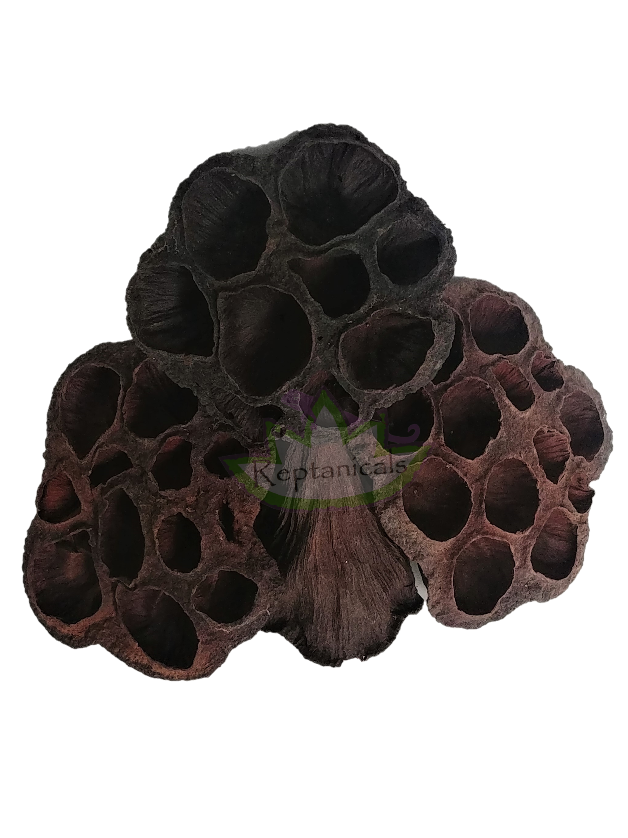 lotus flower seed pod Lotus pod – Reptanicals