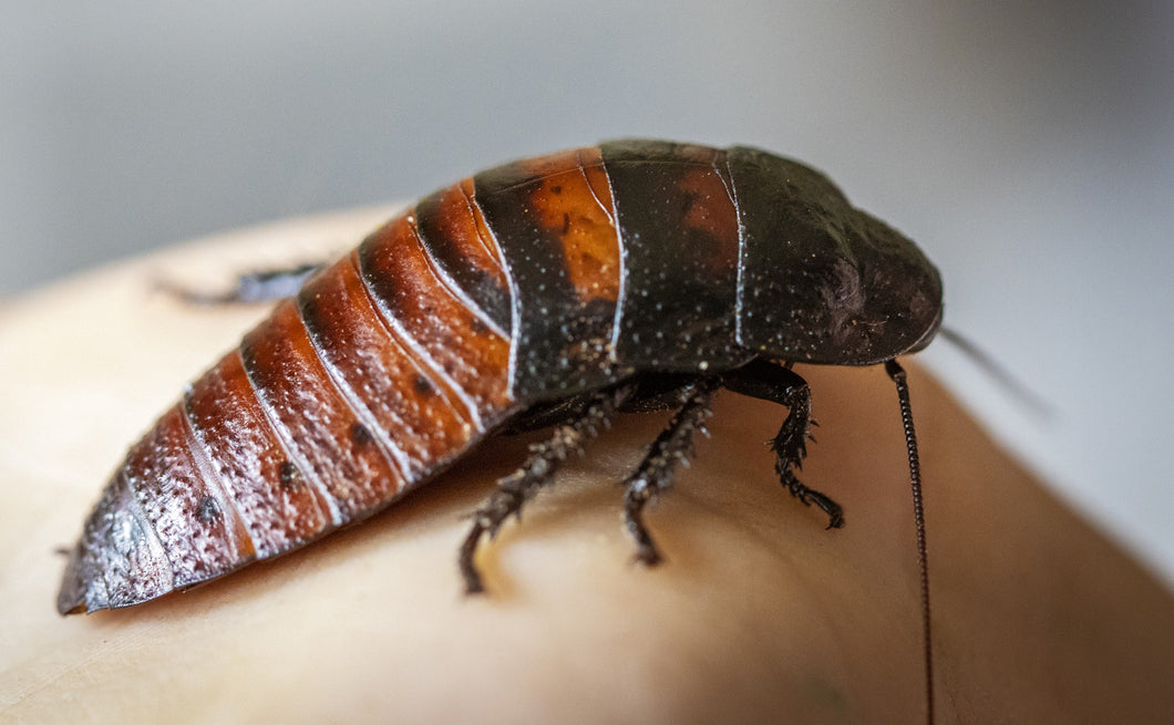 Madagascar Hissing Cockroach on hand