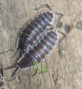 Porcellio hoffmannseggi isopods for sale on Reptanicals
