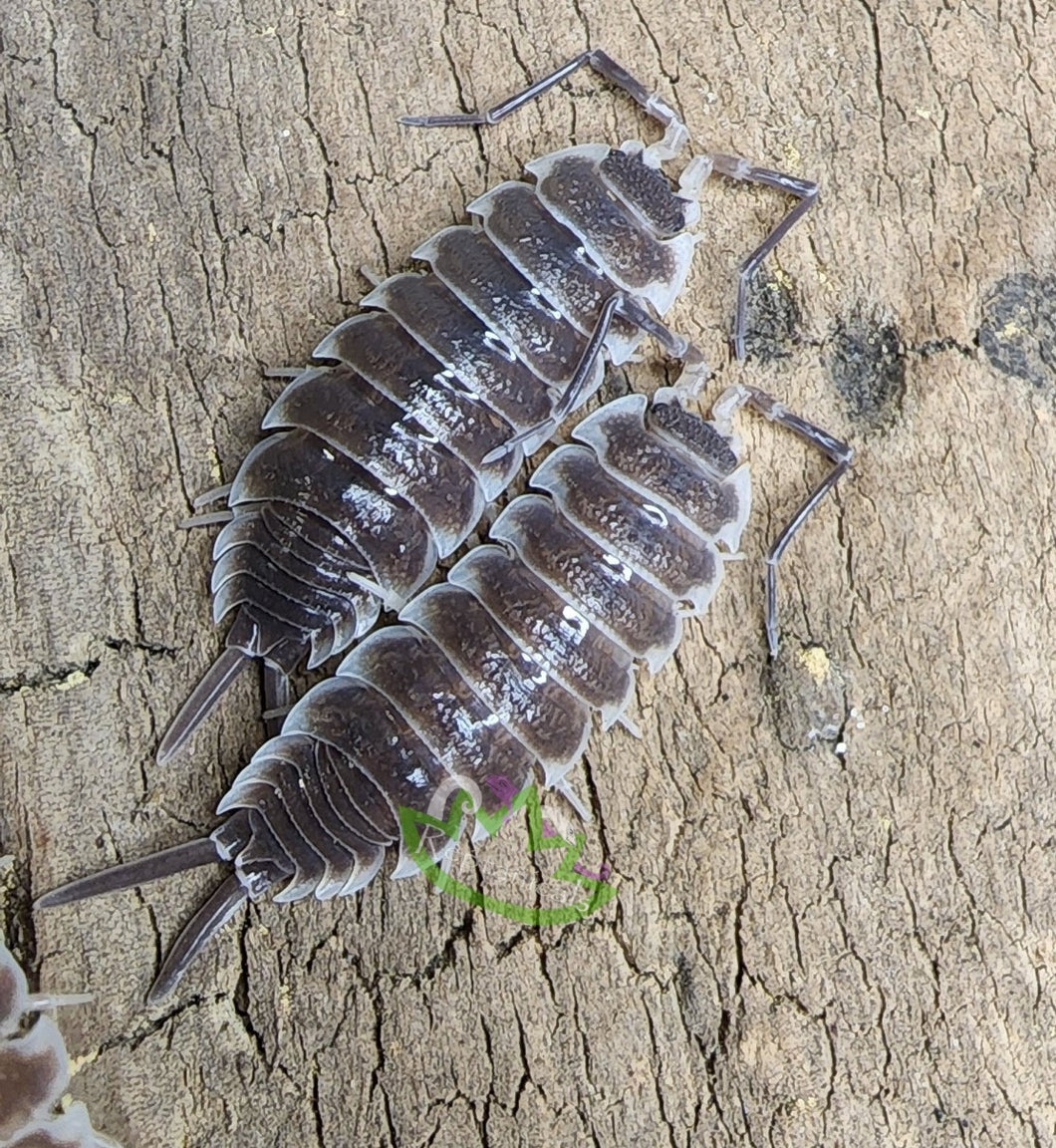 Porcellio hoffmannseggi isopods for sale on Reptanicals