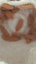 Load image into Gallery viewer, Powder Orange Isopods in egg carton
