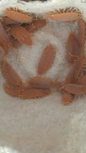 Powder Orange Isopods in egg carton