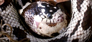 Snake eating a quail egg Reptanicals Quail eggs
